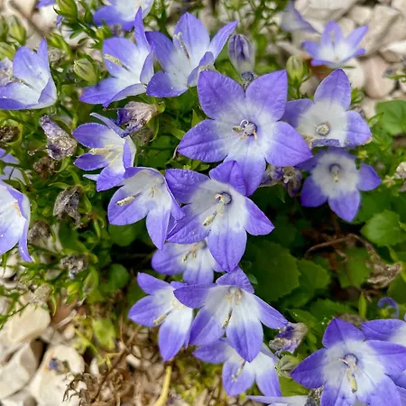 Σπίτι διακοπών Casa Da Nascente Douro *