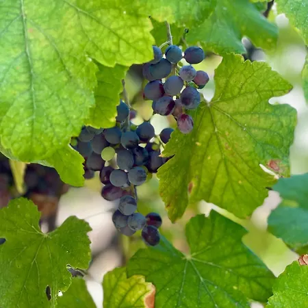 Casa Da Nascente Douro Semesterbostad Pacos de Gaiolo