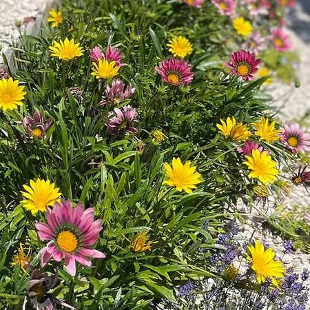 Semesterbostad Casa Da Nascente Douro *