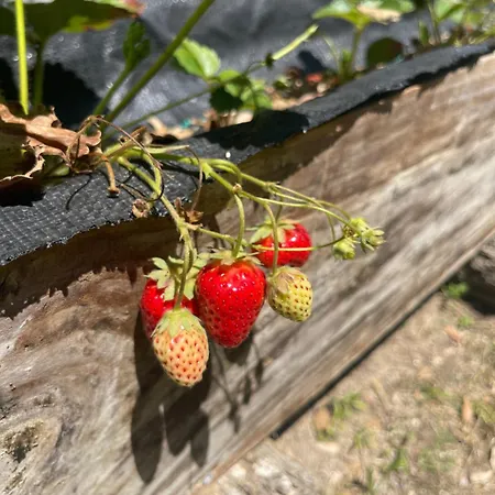 Casa Da Nascente Douro Semesterbostad Pacos de Gaiolo