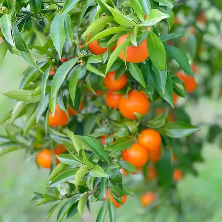 Casa Da Nascente Douro * Pacos de Gaiolo