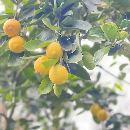 Semesterbostad Casa Da Nascente Douro Pacos de Gaiolo