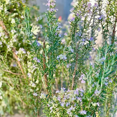 Casa Da Nascente Douro * Pacos de Gaiolo