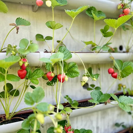 Casa Da Nascente Douro Semesterbostad Pacos de Gaiolo