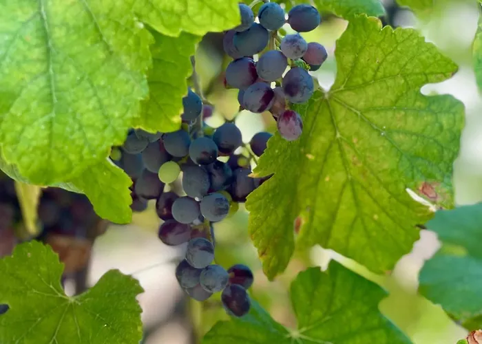 Casa Da Nascente Douro Holiday home Pacos de Gaiolo