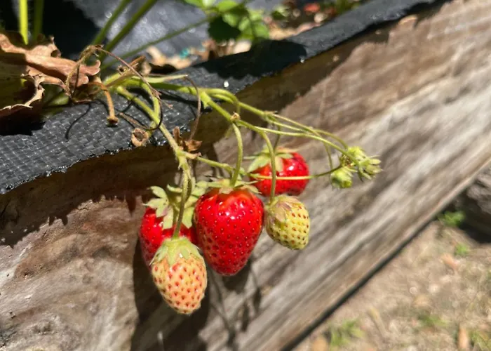 Casa Da Nascente Douro Ferienhaus Pacos de Gaiolo
