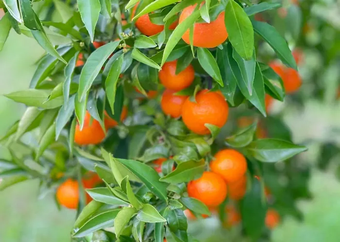 Casa Da Nascente Douro * Paços de Gaiolo