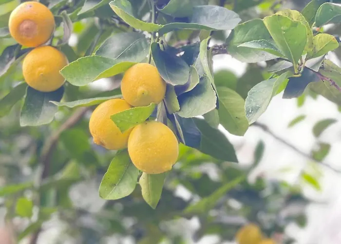 Holiday home Casa Da Nascente Douro Pacos de Gaiolo