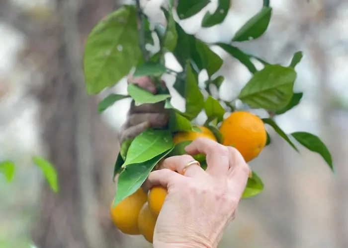 Casa Da Nascente Douro Nyaraló Paços de Gaiolo