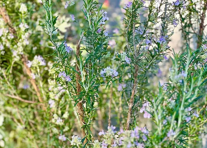 Casa Da Nascente Douro * Pacos de Gaiolo
