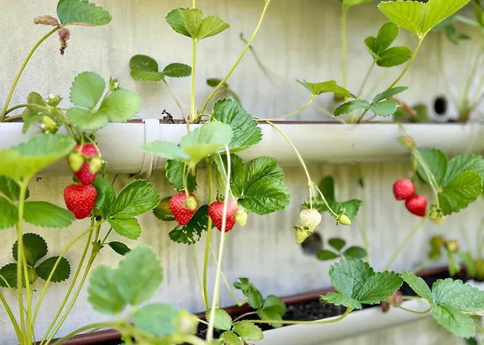 Casa Da Nascente Douro Ferienhaus Pacos de Gaiolo